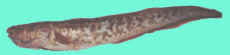 ling fish, pink ling fish, Genypterus