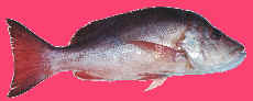 Red Jack, Mangrove Jack Fish