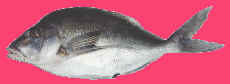 morwong fish, rubberlips fish, fresh morwong