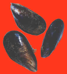 3 black mussels, molluscs