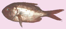 nannygai, redfish, nanny, Centrobryx affinis