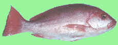 Saddle Tail Sea Perch | Saddletail Snapper (Etelis carbunculus) Photo