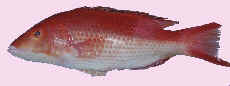 pigfish.jpg (3145 bytes)