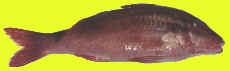 redmullet.jpg (2795 bytes)