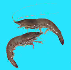 Red Spot Prawns