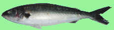 australian salmon, Arripis trutta, aust salmon