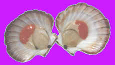 Tasmanian Scallops (Pecten fumatus)