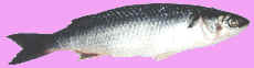photo of a sea mullet