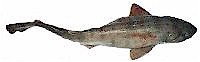 shark.jpg (3130 bytes)