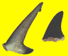 sharkfins.jpg (4746 bytes)