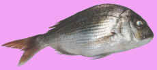 small snapper photo, cockney bream photo