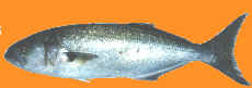 Tailor are also known as Bluefish (USA), Elf (South Africa), choppers & greenbacks (Aust)