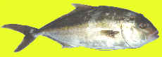 Golden Trevally (Gnathanodon speciosus) photo