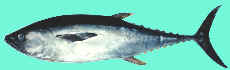 Longtail Tuna (Thunnus tonggol) Photo