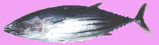 Striped tuna, skipjack tuna, skip jack tuna photo