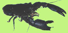 yabby in Australia