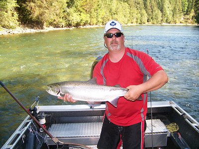 Guide Nick shows one of his many summer steelhead picked up in the Stamp River system this week.  the summer run of steelhead are coming in big numbers.  We are expecting a fabulous fall fishery in the upper and lower river