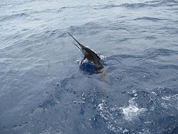 sailfish on top of water