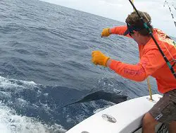 tracing sailfish