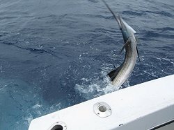 bimini fishing