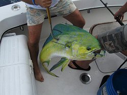 nice bull mahi dolphinfish