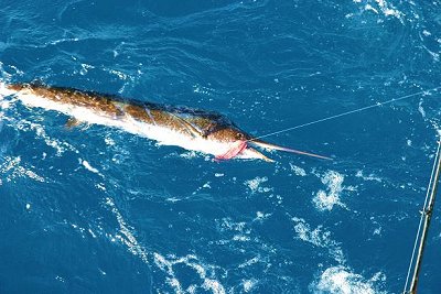 Atlantic sailfish with lure