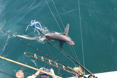 Thresher Shark. Photo taken from flybridge