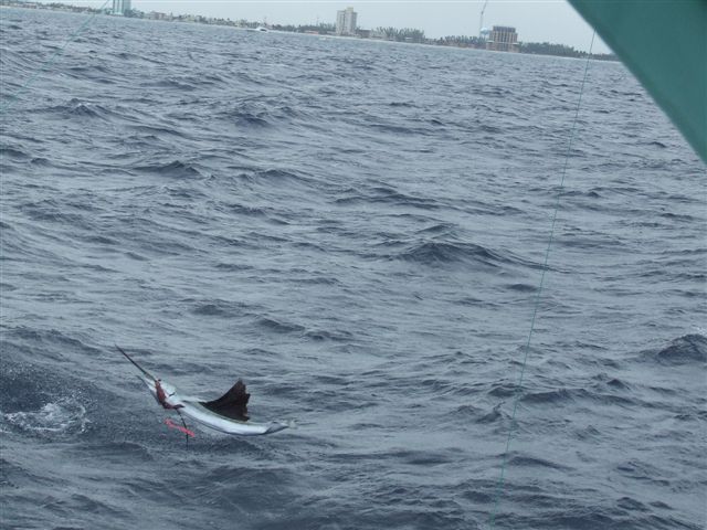 leaping sailfish, lure fishing