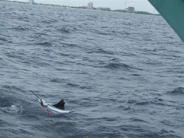 leaping sailfish, lure fishing