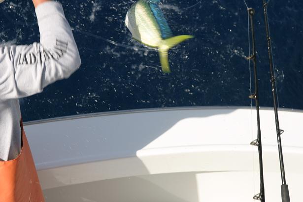 Leaping mahi mahi on trace