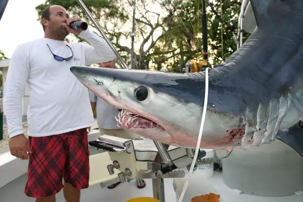 head shot of a mako shark caught in florida usa