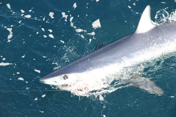 mako shark at boat on trace, florida