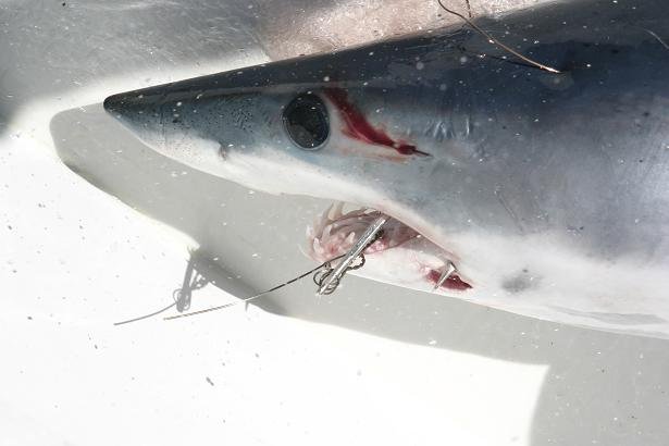 mako shark, hooked