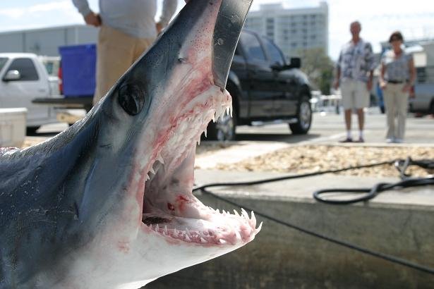 mako shark caught florida