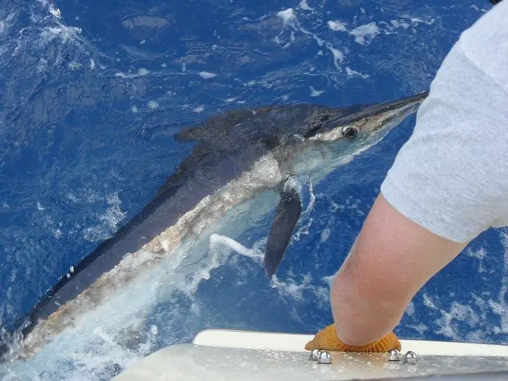 white marlin, fishing in florida, near boat in water