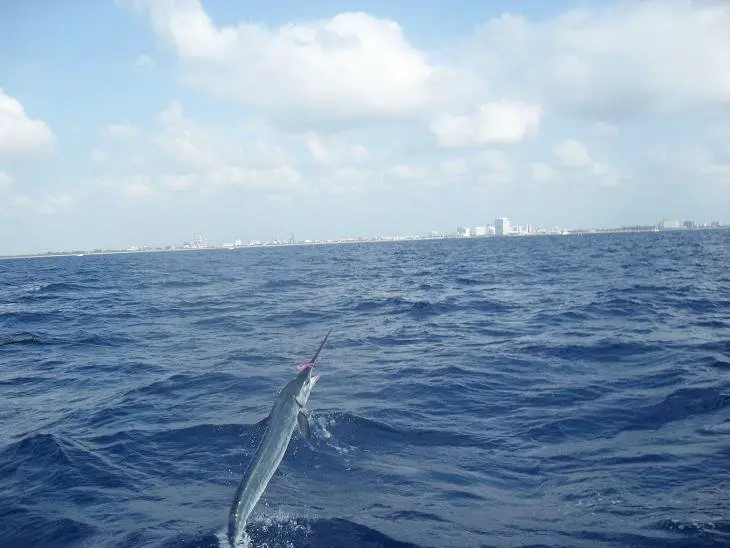 white marlin, fishing in florida