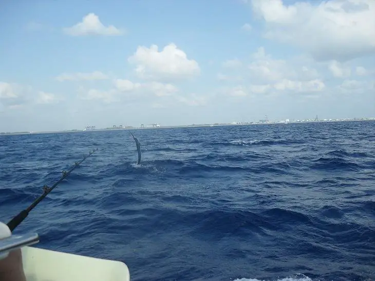 white marlin, fishing in florida