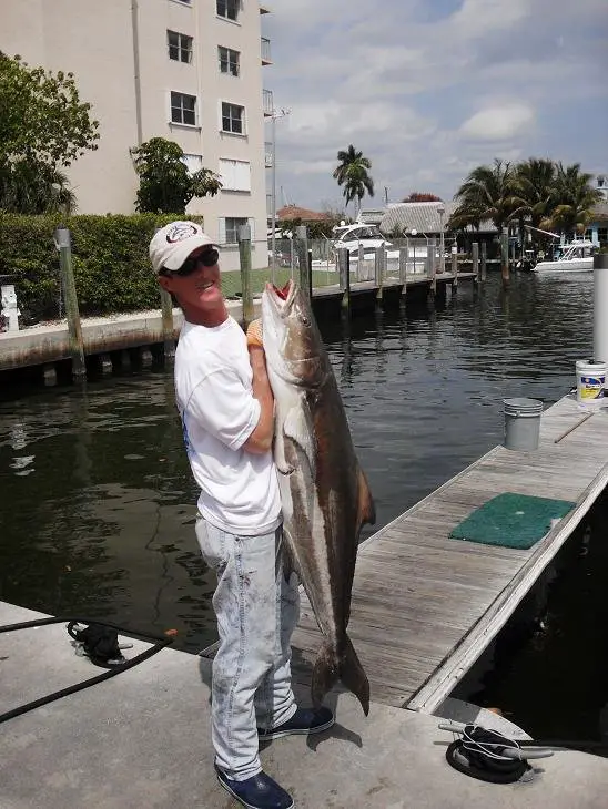 cobia fishing fort lauderdale florida usa