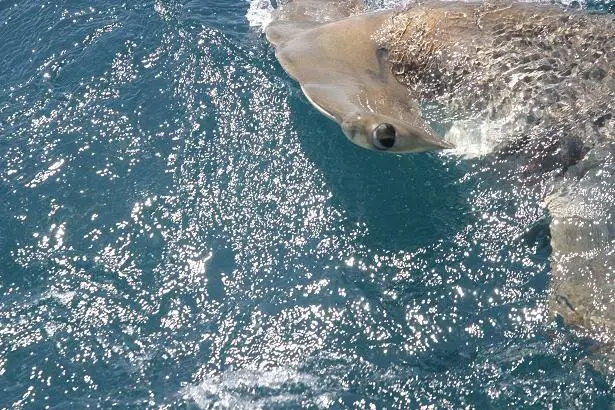 head photo of hammerhead shark