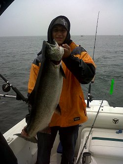 Thirty pound Chinook caught out on the surf line of Barkley Sound.  The migratory flow of Chinook and Coho Salmon headed to southern watersheds in 2011 should be primarily four year olds meaning that there will be several Chinook like this one during the summer of 2011.