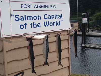 Sockeye Sport Fishing is underway in the Alberni Inlet.  These Sockeye were landed on the 1st of June and were as deep as 75 feet.  The Black and Pink Hootchie and the Mp 15s are working well