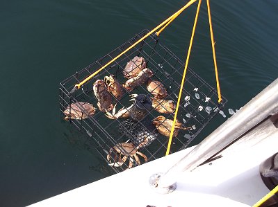 Crabbing can be a fun activity in the Barkley sound area.  Please check DFO rules before crabbing and also retention laws.