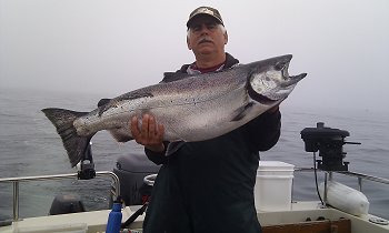 Guide Al holds this 33 pound tyee landed offshore Ucluelet onVancouver Island, British Columbia.  This Chinook was in the top fifty feet of water and hit a six inch tomic plug.  Lemar of Lynden Washington landed this spectacular salmon on August 4th.  The month of August and early September is the time for bigger Chinook and coho