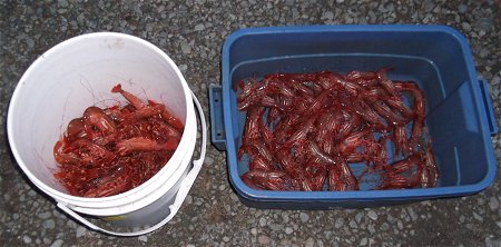 Prawn fishing in the early spring is usually very successful in Barkley Sound locations  