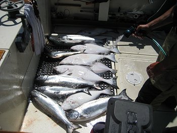 Fishing offshore out of Ucluelet B.C. often finds plenty of fish for all.  Most summer days those on guided trips can have a wonderful day fishing Chinook, Coho and Halibut.  This summer will be excellent with many of the returning or migratory Chinook being predominately four and five year olds