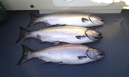 Three nice Chinook in boat before 7 am biggest one about 20lbs