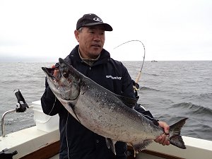 Salmon fishing out of Ucluelet has been very good all spring and summer. Jin of Ontario shows of his 32 pound Chinook that he got on the Hyason Bank with guide Al in late August.  This fish hit a seven inch tomic plug.