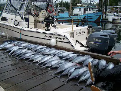 Tuna fishing has become a very popular new sport fishing opportunity off the west coast of Vancouver Island.  The limit per person is 20 per person per day.  Guide Al had guests out of the Ucluelet Harbor Mouth and had this catch out at the Barkley Canyon
