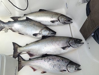 Offshore fishing for Chinook is absolutely wonderful in the summer. These four Chinook averaging just over twenty pounds were landed by guests with sport salmon fishing guide Doug Lindores of Slivers Charters Salmon Sport Fishing. All of these salmon were landed using hootchies at the Rats Nose approximately twenty miles offshore