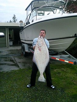 This 80 pound halibut was landed by guest Ed.  Eds guide was Wayne of Offshore and was bouncing off the bottom at 154 feet at the inner South Bank off Ucluelet.  the halibut hit a army-truck hootchie